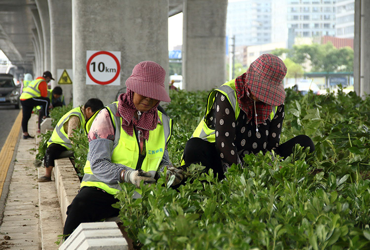 20200609綠化項(xiàng)目文明、安全施工現(xiàn)場(chǎng)會(huì)和種植施工 (2).JPG