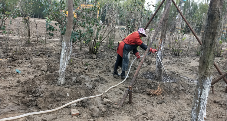 冬灌苗圃樹木澆水1.jpg