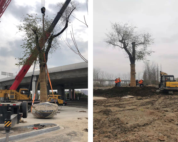 移植后.jpg 移植后.jpg