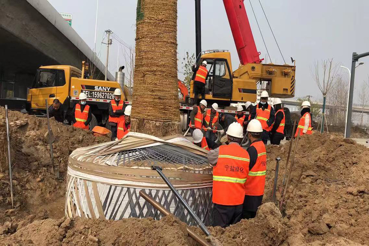 捆綁土球.jpg 捆綁土球.jpg