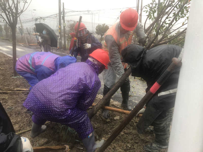 栽樹修剪.jpg 栽樹修剪.jpg