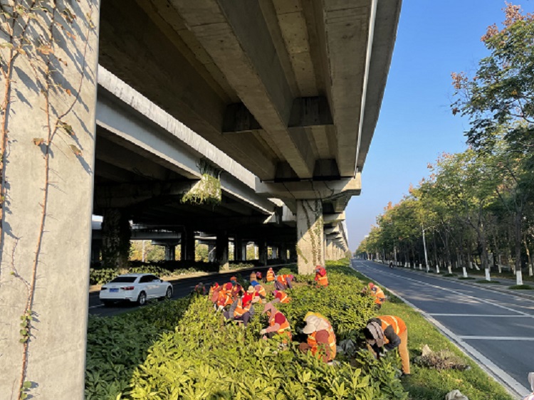 西環(huán)路補(bǔ)植麥冬2.jpg 西環(huán)路補(bǔ)植麥冬2.jpg